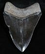 Jet Black, Glossy Megalodon Tooth - #3707-1
